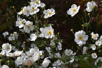 Flowers in the Wind / Beautiful flower pedals touched by a warm summer breeze.