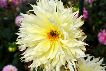 Busy Bee / An up close and personal insight into the day of a yellow worker bee.