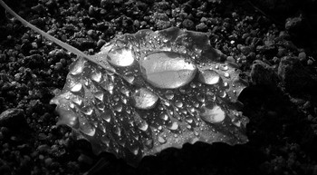 Damp harmony / Although detached, the droplets of water exist in perfect harmony with each other