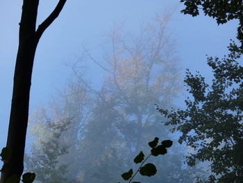 der Nebel, das Licht und der Wald / die Sonne kämpft mit dem Frühnebel