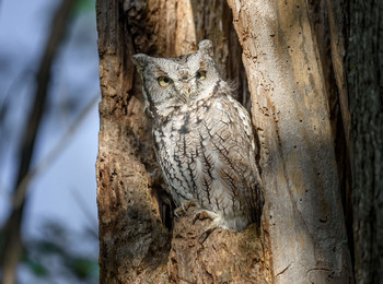 Eastern Screech-Owl / ***