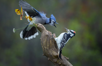 Blue Jay vs. Hairy woodpecker (male) / ***