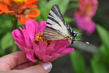 butterfly on flower / butterfly on zinnia flower