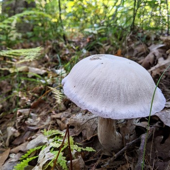 Symmetrical Mushroom in New Hampshire / A nearly symmetrical mushroom found in the woods in coastal NH.