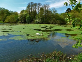 Aussenmühlenteich Hamburg / ***