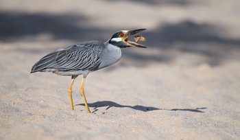 Yellow-crowned Night Heron / ***