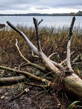 Hand of the Tree / The hand of a tree found on the banks of the Bellamy River in NH.