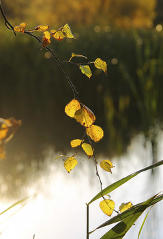 Goldener Herbst / ***