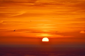 sunset with seagulls / sunset over the sea with sky with red clouds and with seagulls