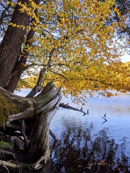 Twisted Tree Stump / A twisted tree stump on the banks of the Salmon Falls River in ME.