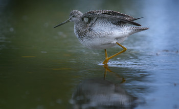 Greater yellowlegs (Tringa melanoleuca) / ***