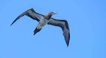 Brown Booby (juvenile) / ***