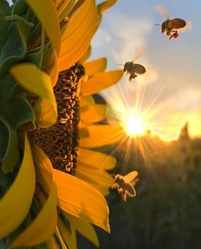 Sunflower and bees / Bees going to get honey from flower. When this view is combined with the sunset, it is magnificent