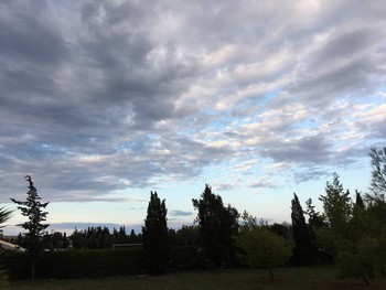 Plants and clouds / Plants and clouds