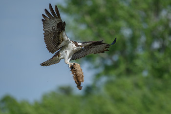 Osprey / ***