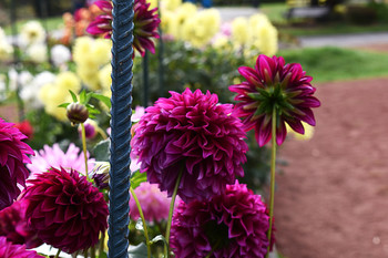 Red Purple Blur / I love the red/purple gradients in these flowers....