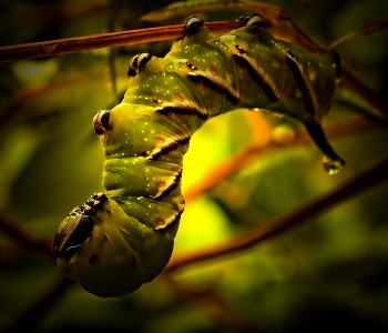 Pillar of Autumn / A colorful caterpillar from August