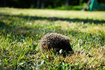 hedgehog / a baby hedgehog passing by