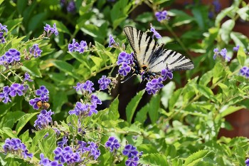 butterfly Iphiclides Podalirio / butterfly Iphiclides Podalirio and Bumblebee on blue Duranta flowers