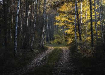 Herbst im Wald / ***