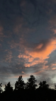 Clouds and Trees / Clouds and Trees