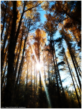 Im Wald / ***
