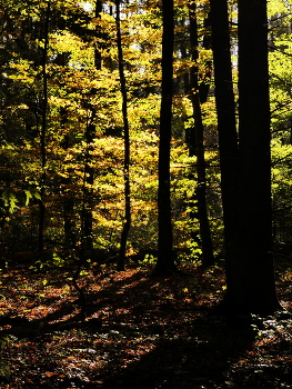Waldleuchten / Herbstlicht im Oktober