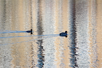 gestreiften Welt / ***