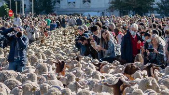 Fiesta de la trashumancia en Madrid / El ganado es paseado por la calles céntricas, antiguas cañadas reales de la ciudad de Madrid-España