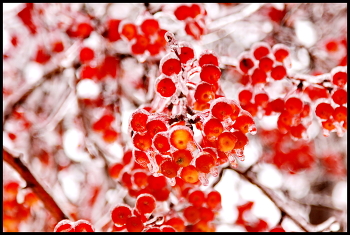 ersten Frost / ***