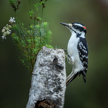 Hairy Woodpecker (male) / ***