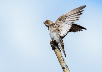 Northern Rough-winged Swallow / ***