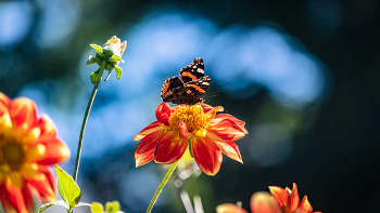 Mariposa posada en la flor / Vida de jardín