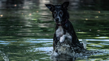 Juego de mascotas / Juego del canino en el agua