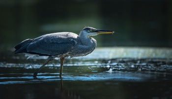 Great blue heron (juvenile) / ***