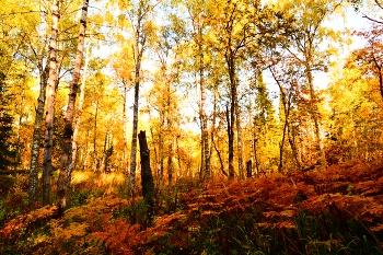 Im Herbstwald. / ***