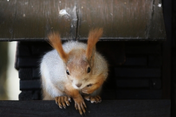 Eichhörnchen / ***