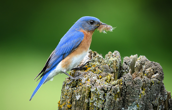 Eastern Bluebird (male) / ***