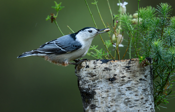 White-breasted Nuthatch / ***