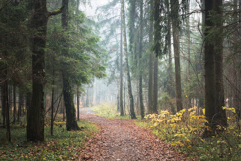 Nebel im November / ***