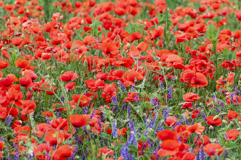 Mohn / ...