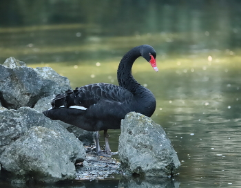 Black Swan / ***