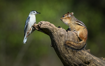 White-breasted Nuthatch vs. Chipmunk / ***