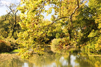 Goldener Herbst / ***