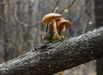 in einem Baum / ***