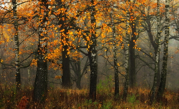 Herbst / ***