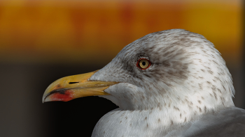 Retrato de gaviota / Retrato de gaviota