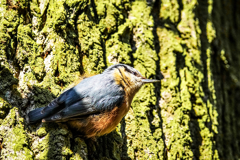 Nuthatch (for Lucie) / Nuthatch