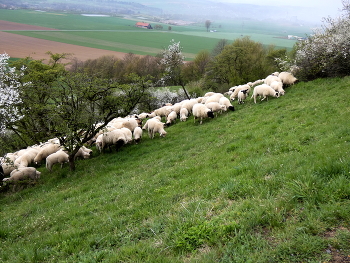 Landschaftspfleger / am Desenberg bei Warburg sorgen Schafe dafür, dass die wildblumenreichen Magerrasen nicht verbuschen