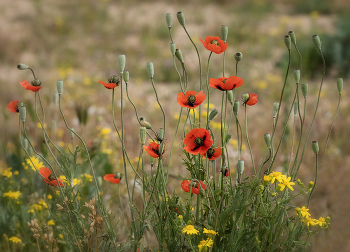 Mohn / ***